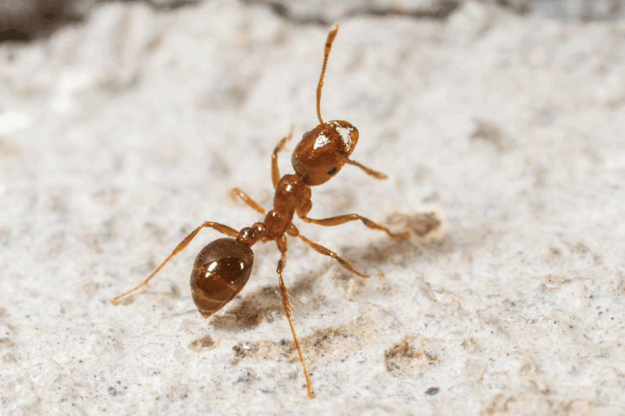 Protect Yourself, Your Yard & Your Pets From Fire Ants Scout's Pest