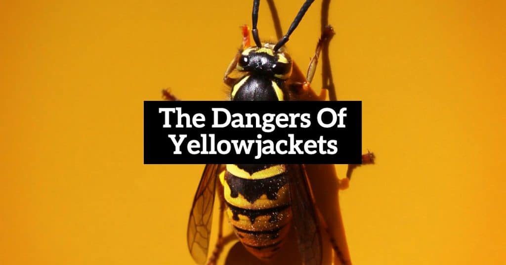 Why You Should Not Kill Yellowjackets Yourself