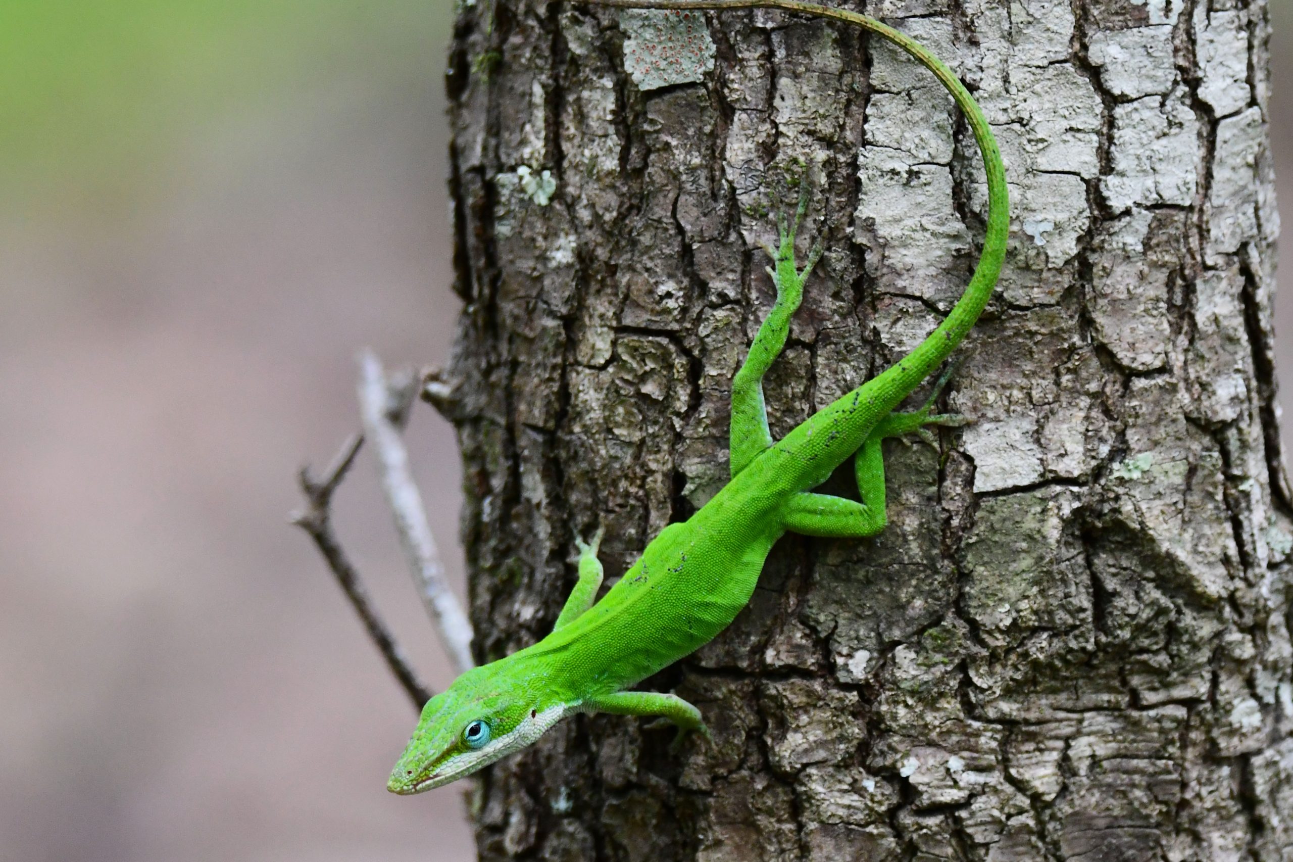 Green Anole South Carolina Partners in Amphibian and Reptile Conservation