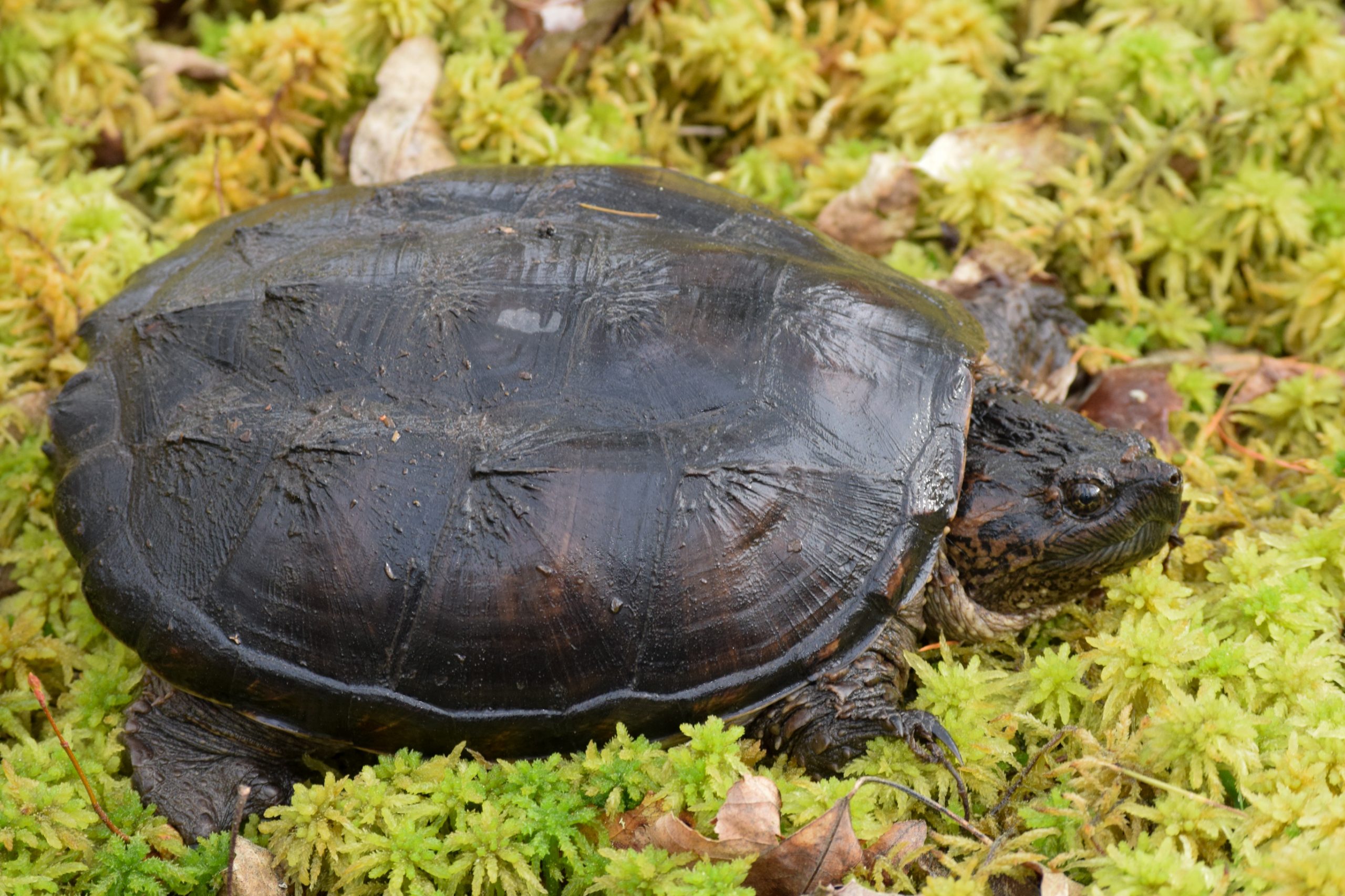 Common Snapping Turtle South Carolina Partners in Amphibian and