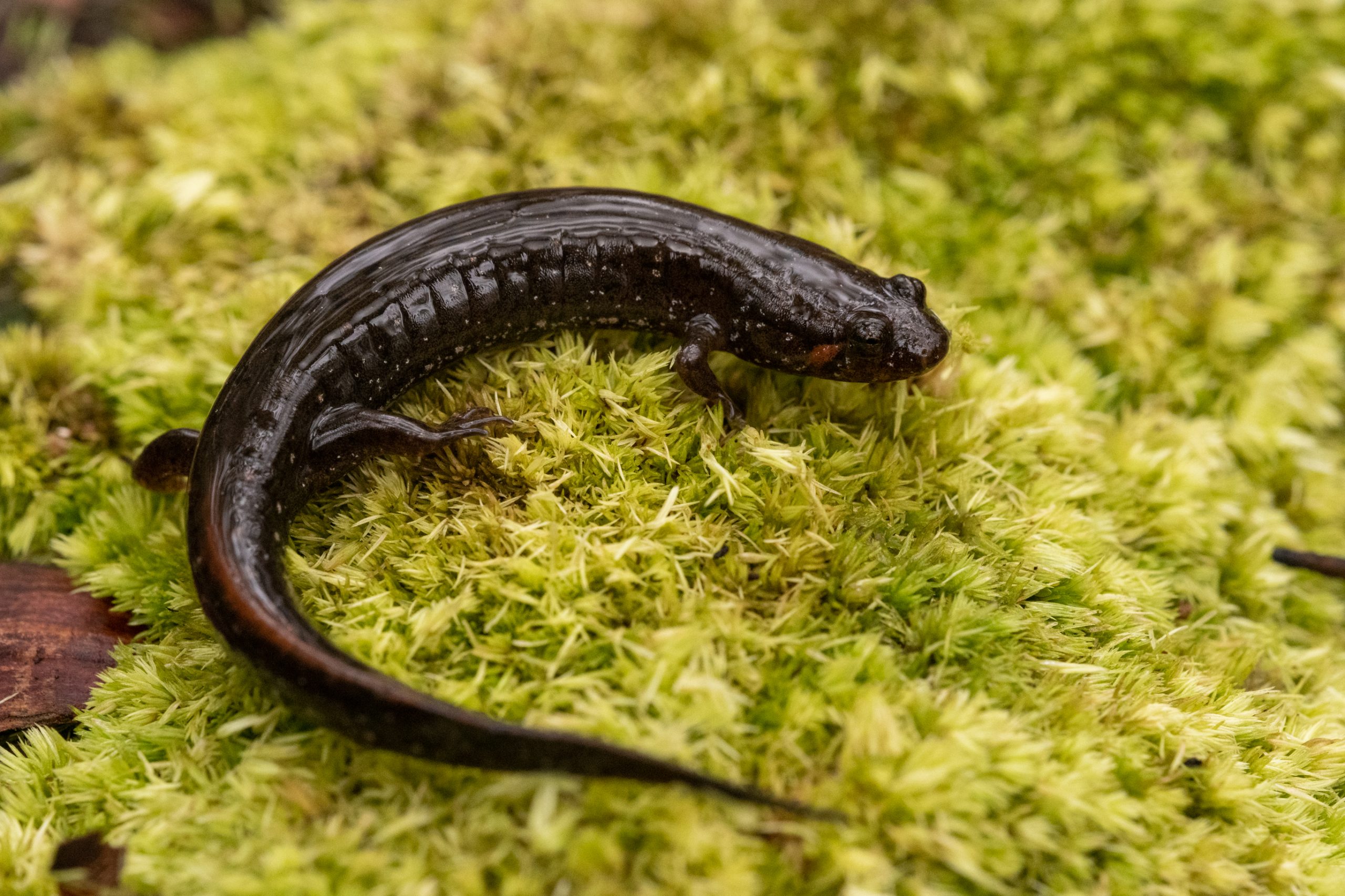 Carolina Swamp Dusky Salamander South Carolina Partners in Amphibian