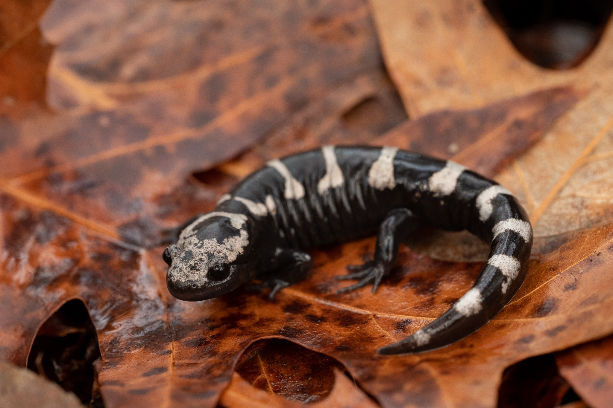 Marbled Salamander South Carolina Partners in Amphibian