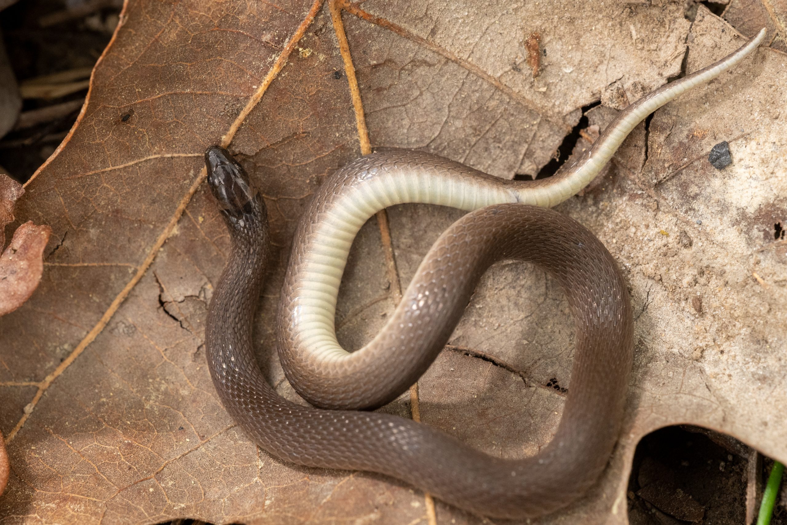 Rough Earth Snake South Carolina Partners in Amphibian and Reptile