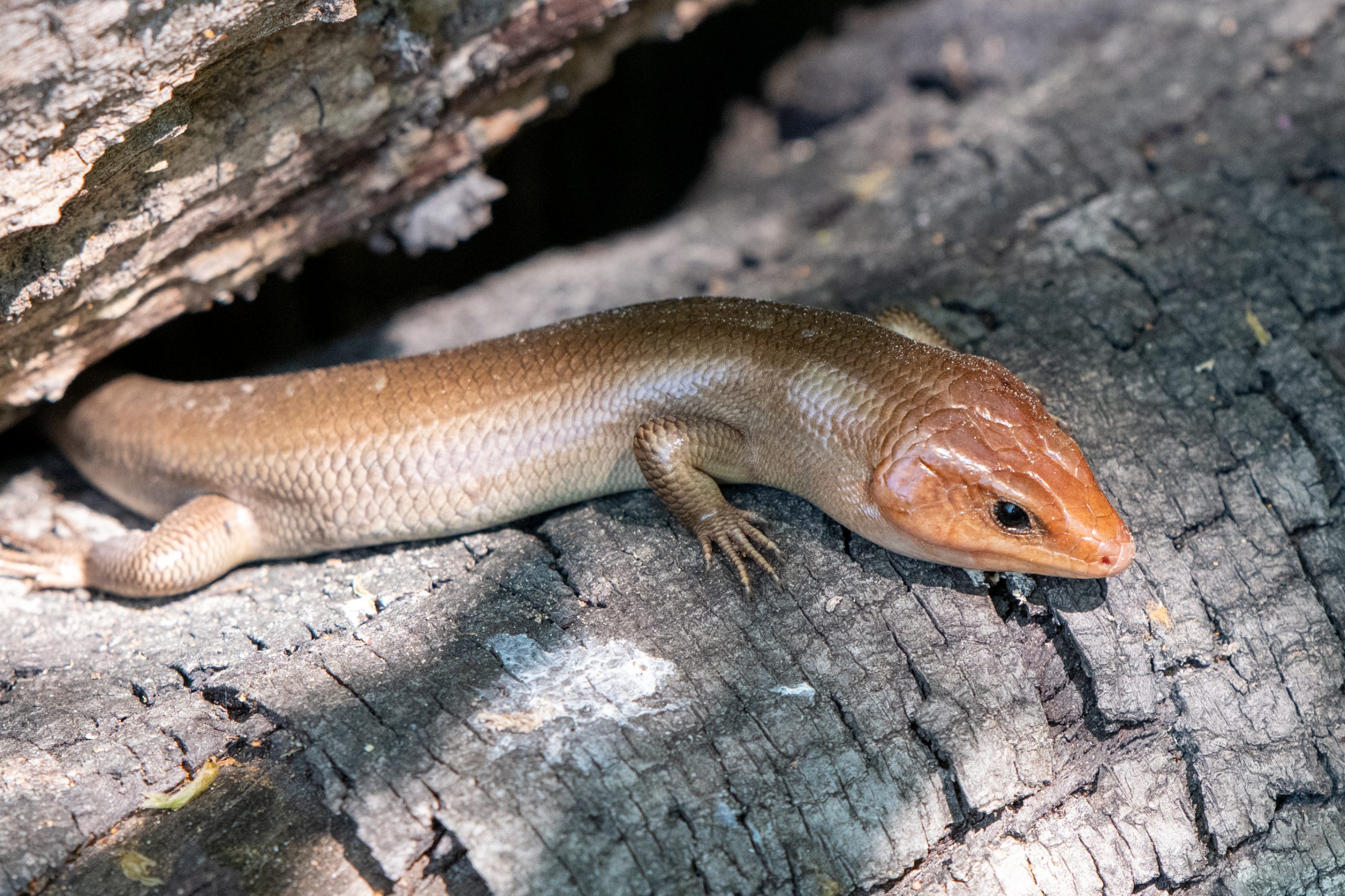 Lizards of South Carolina South Carolina Partners in Amphibian and