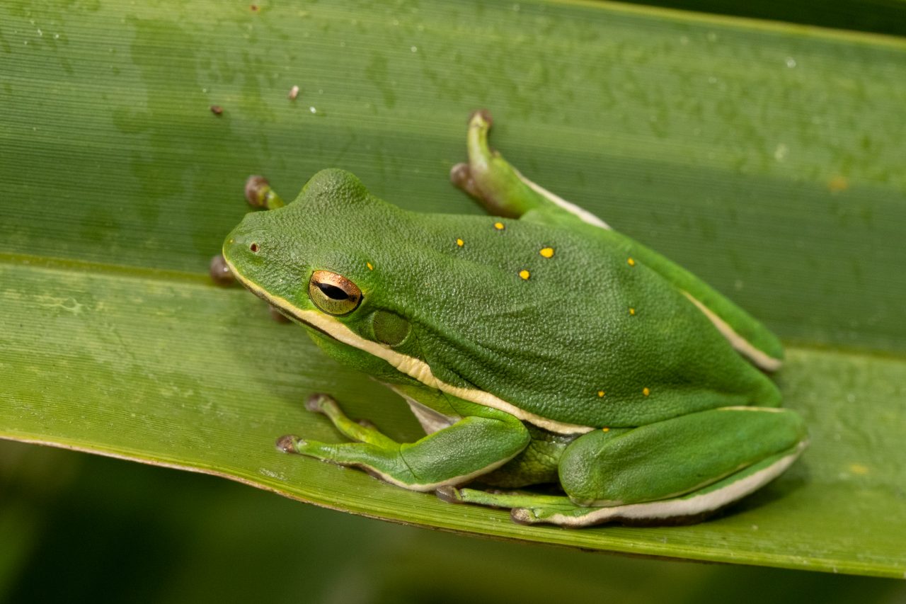 Frogs and Toads of South Carolina South Carolina Partners in
