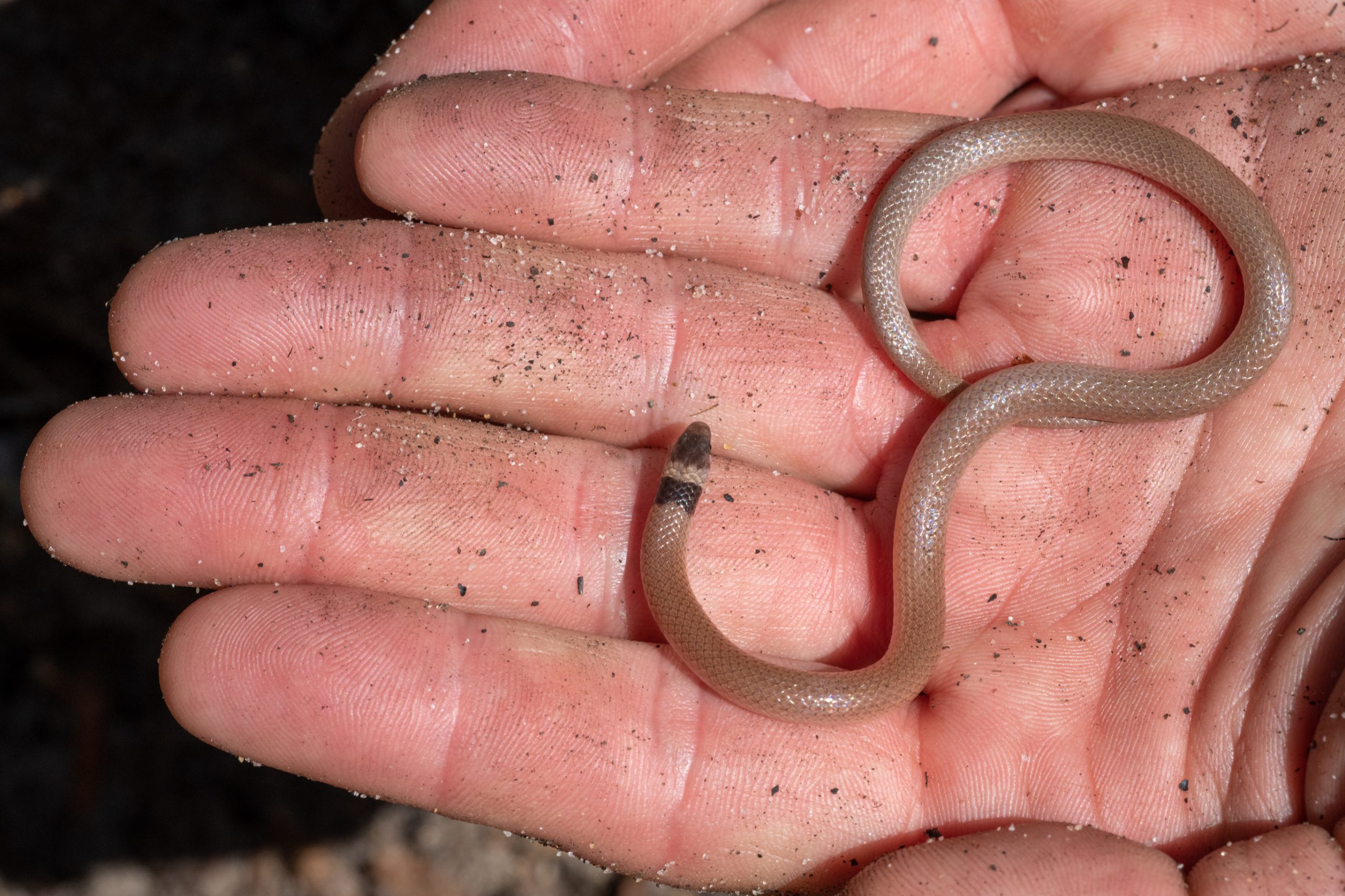 Southeastern Crowned Snake South Carolina Partners in Amphibian and