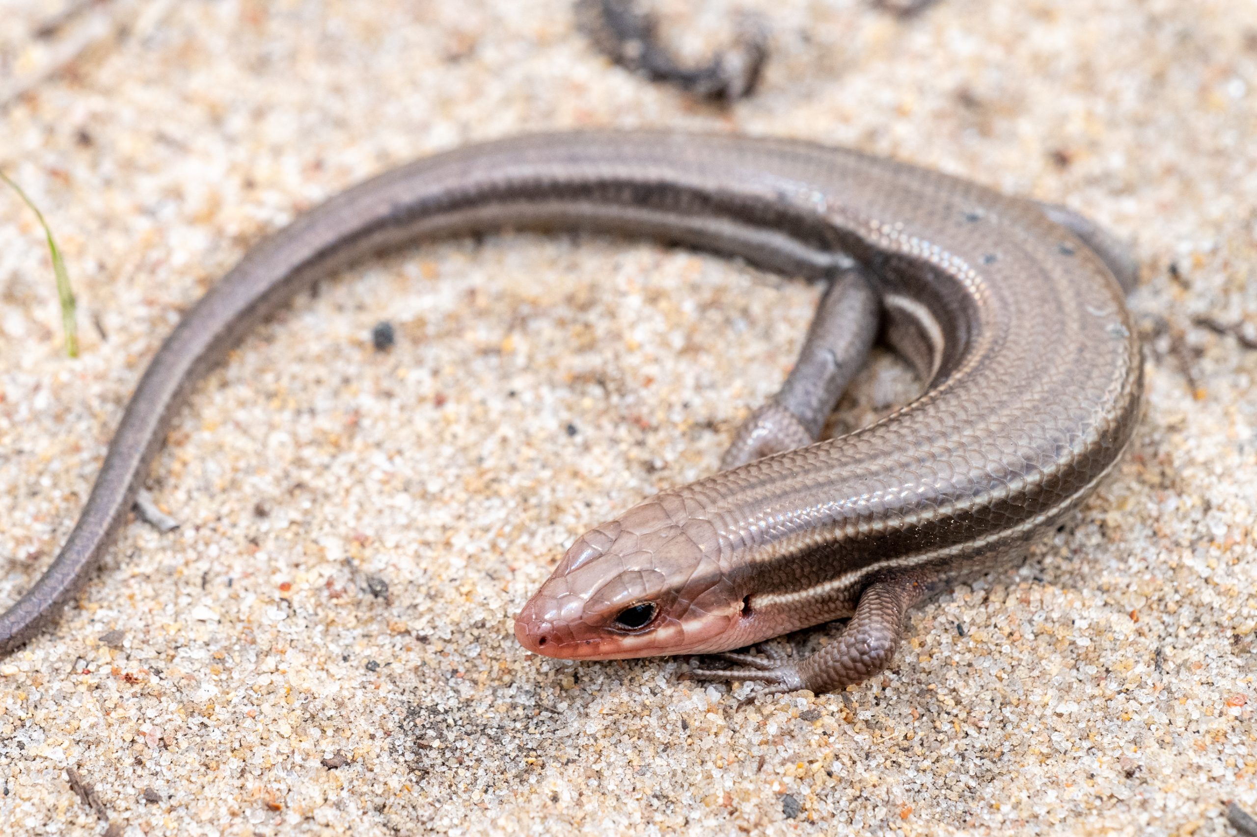 Lizards of South Carolina South Carolina Partners in Amphibian and