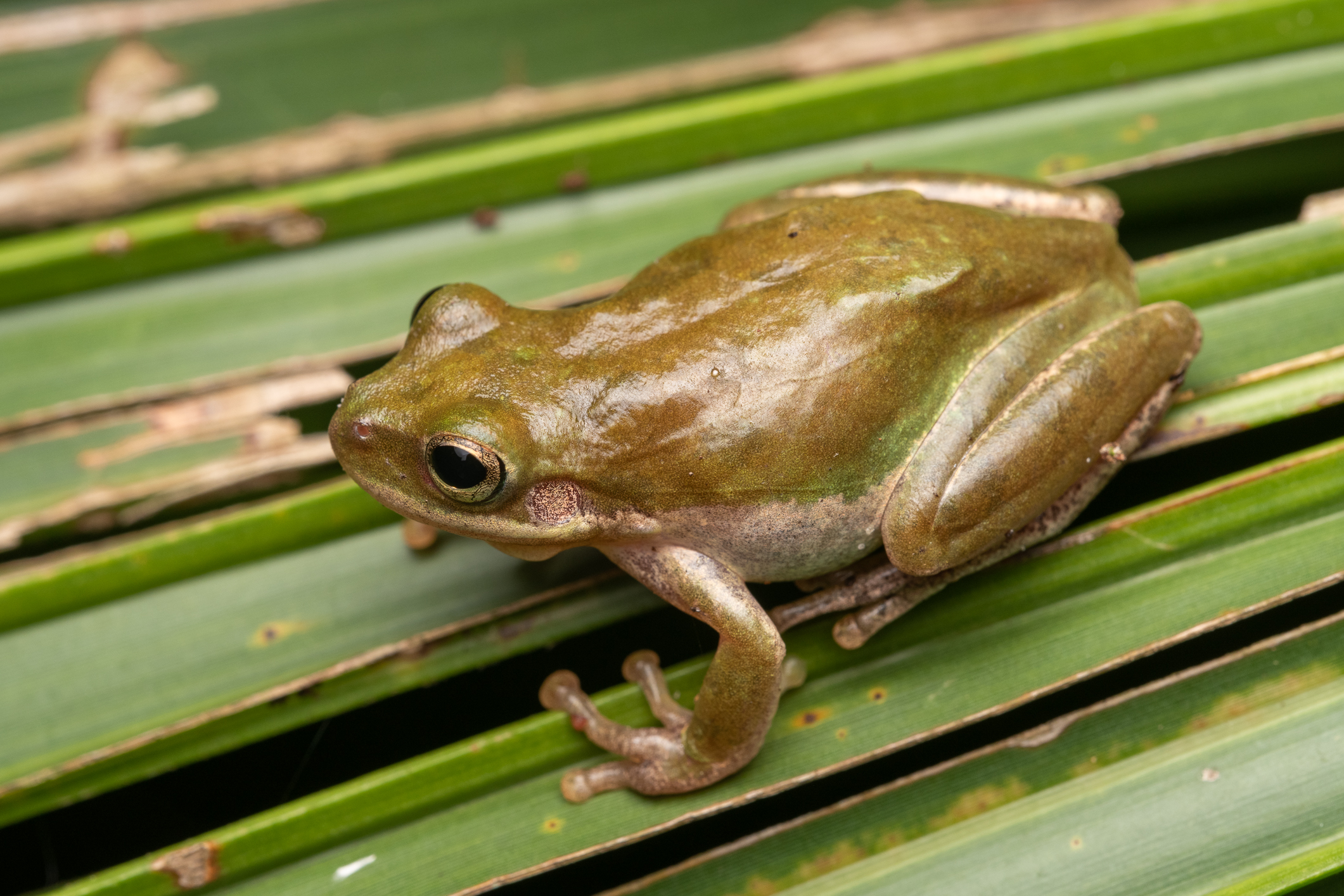 Squirrel Treefrog South Carolina Partners in Amphibian and Reptile