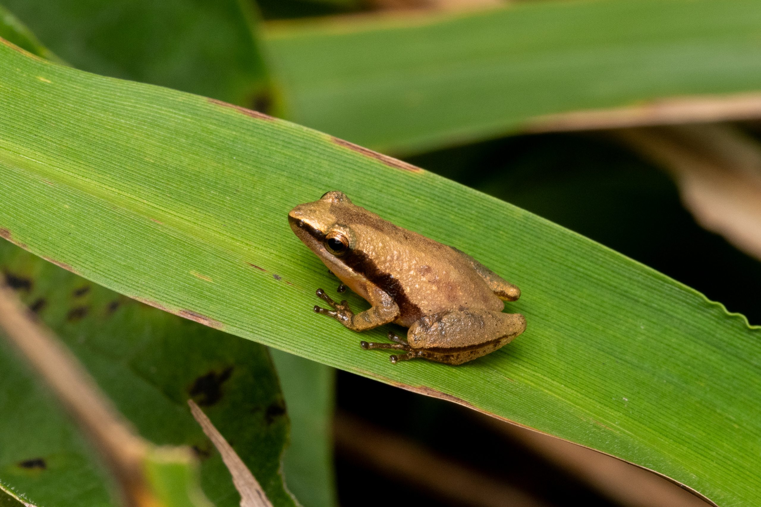 Frogs and Toads of South Carolina South Carolina Partners in