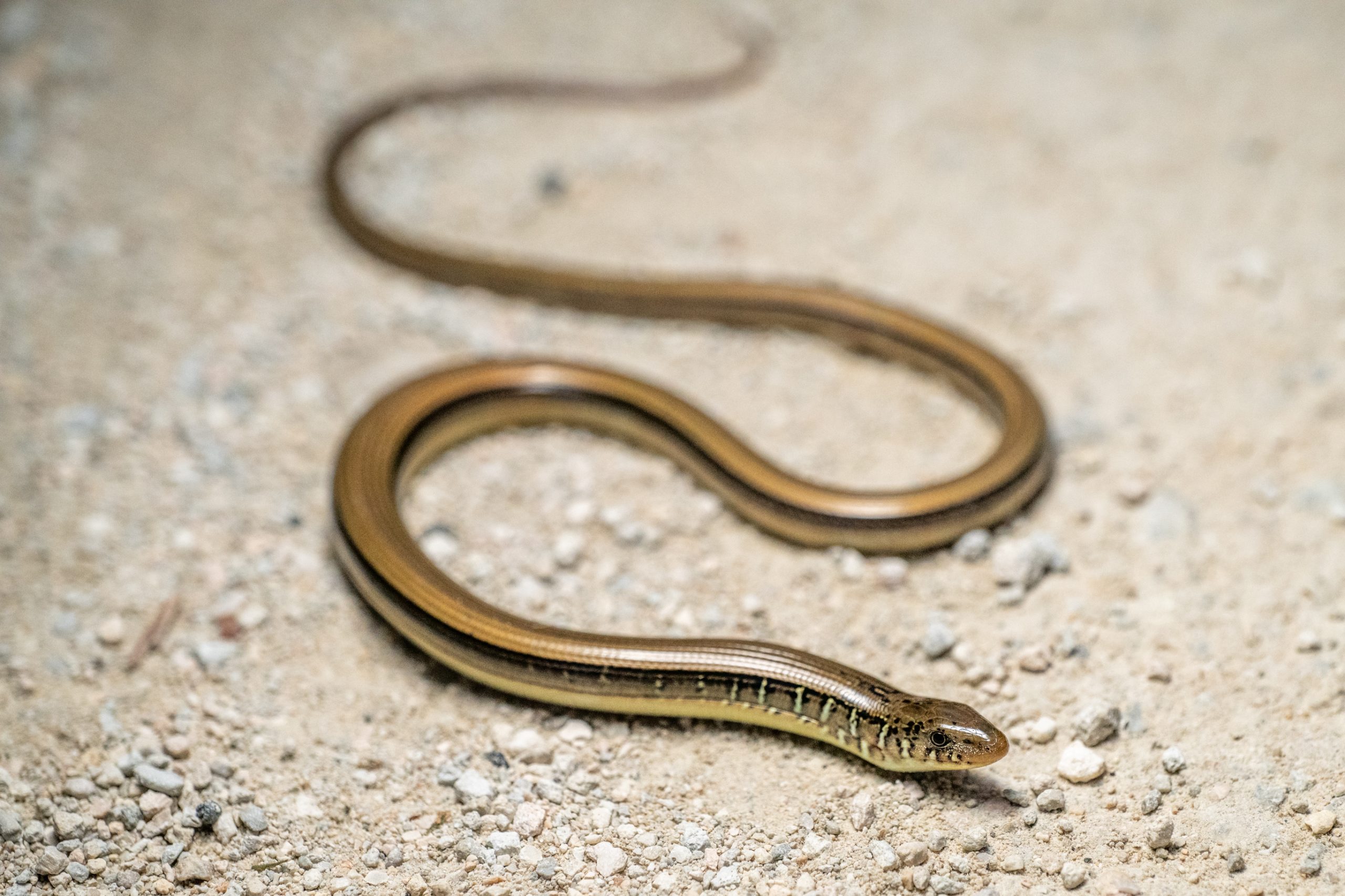 Eastern Glass Lizard South Carolina Partners in Amphibian and Reptile