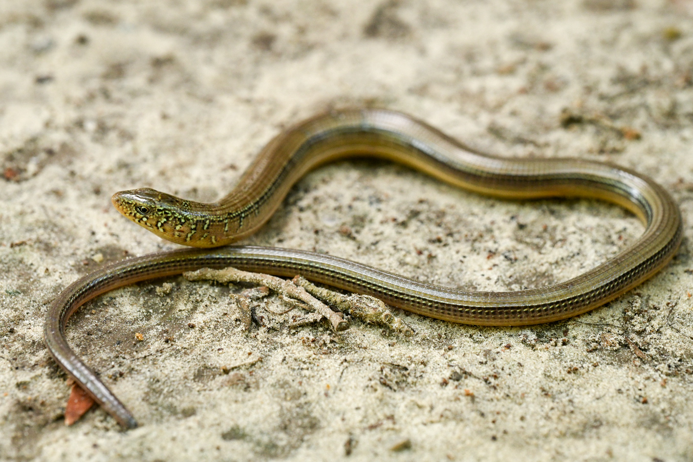 Eastern Glass Lizard South Carolina Partners in Amphibian and Reptile