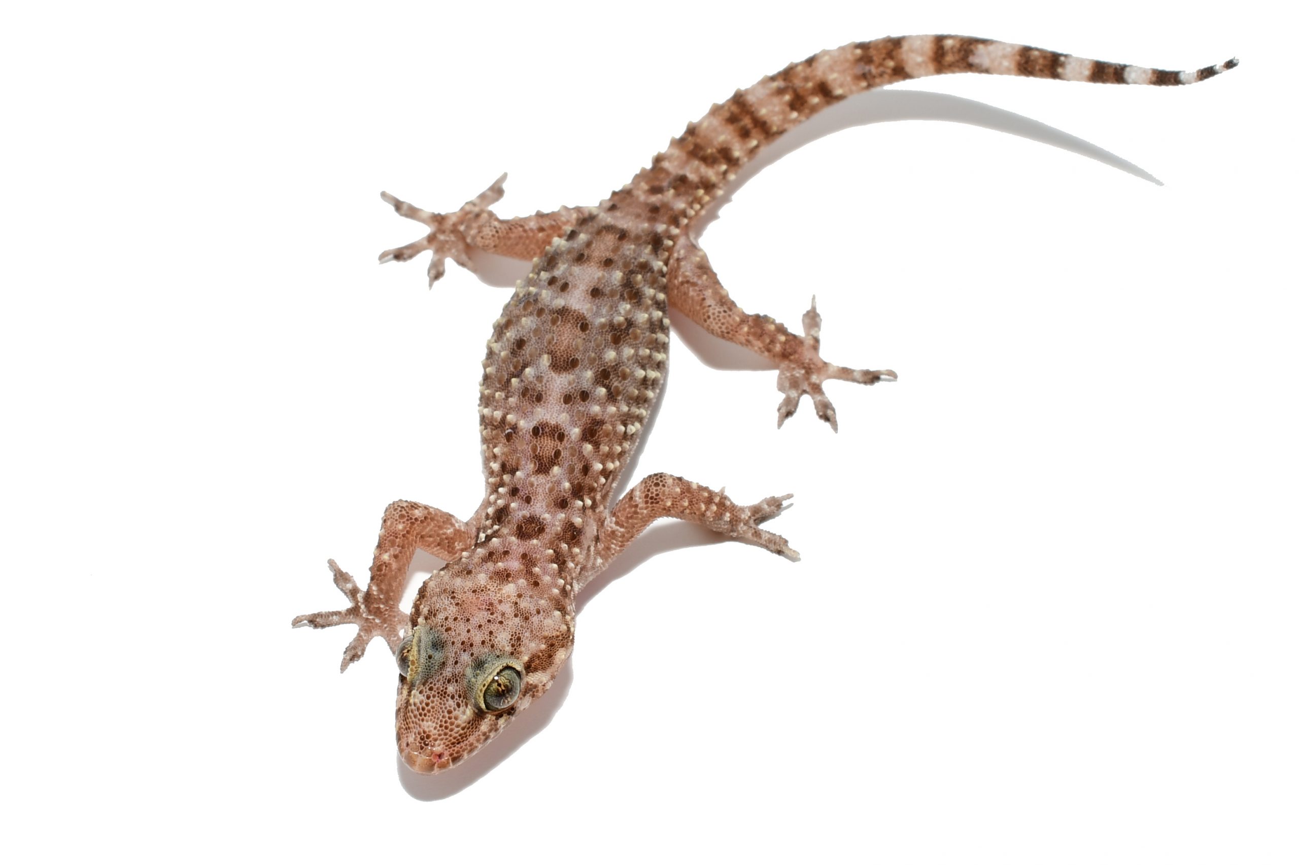 Lizards of South Carolina South Carolina Partners in Amphibian and