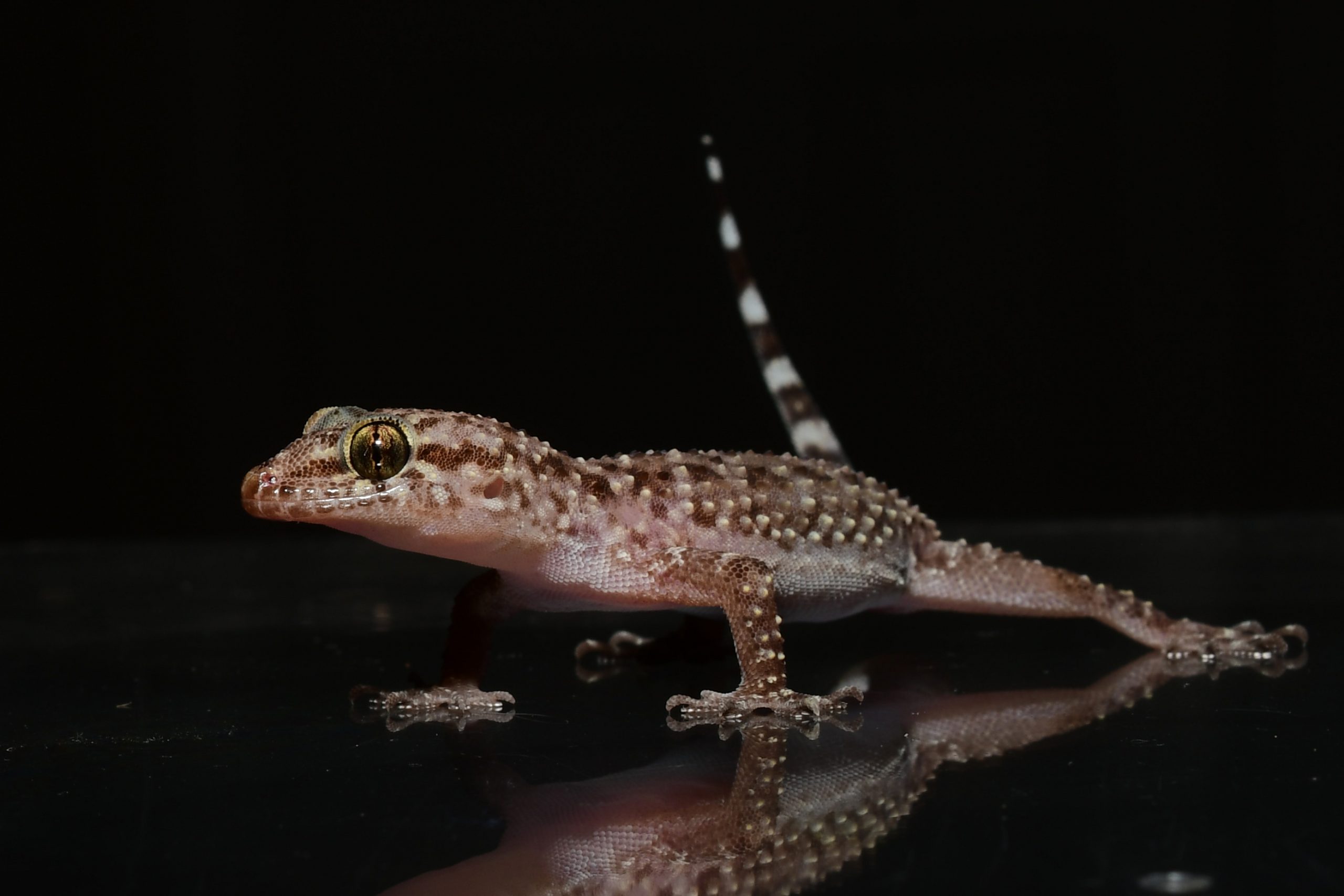 Mediterranean Gecko
