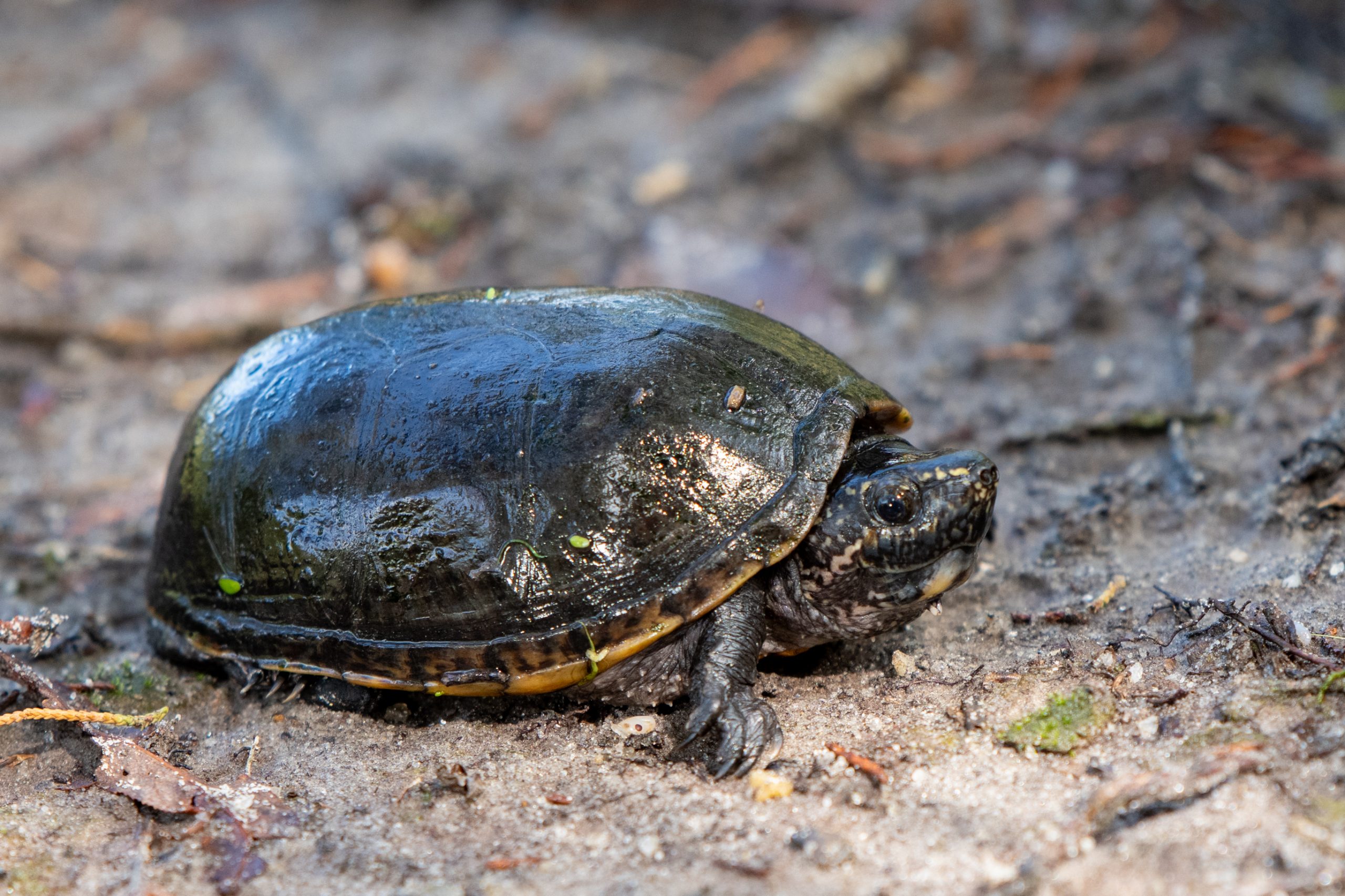Eastern Musk Turtle South Carolina Partners in Amphibian and Reptile
