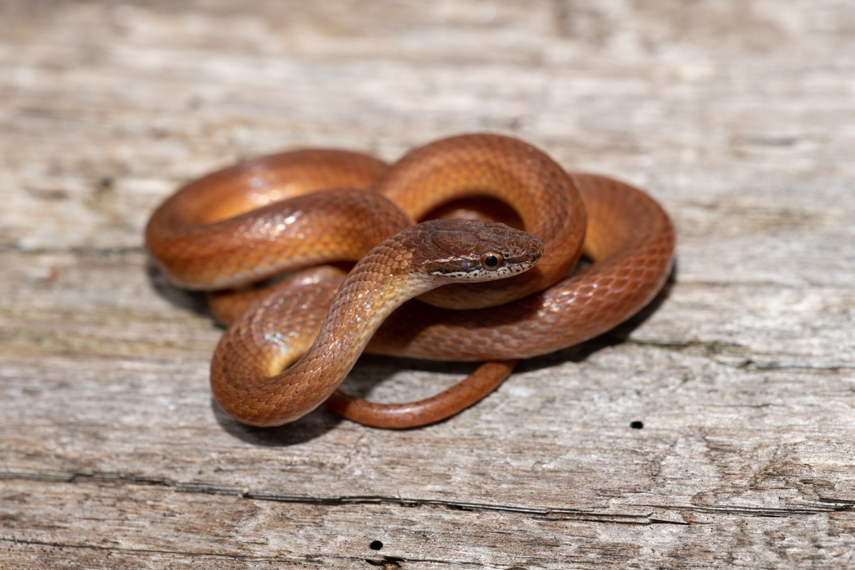 Pine Woods Littersnake South Carolina Partners in Amphibian and