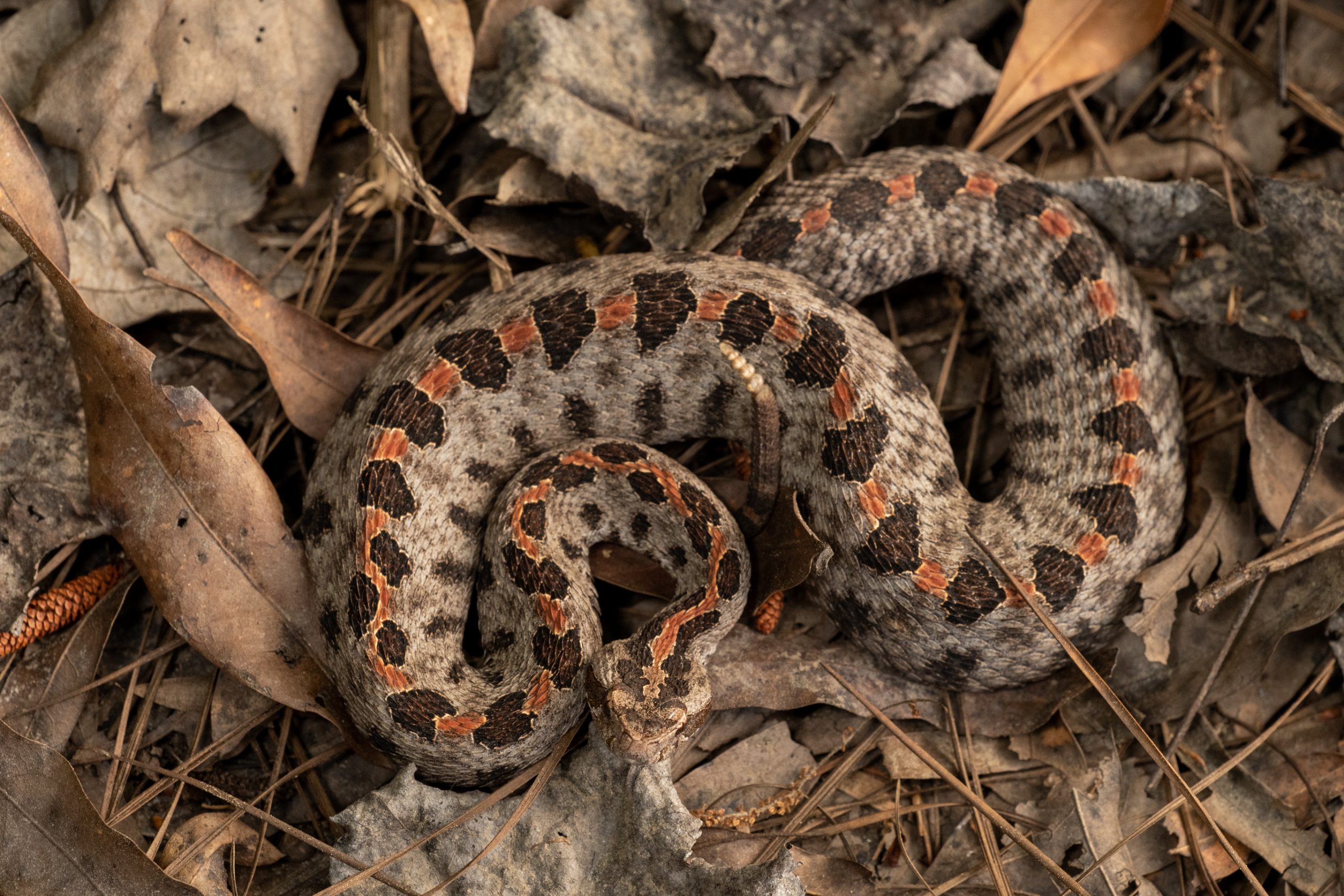 Pygmy Rattlesnake South Carolina Partners in Amphibian and Reptile