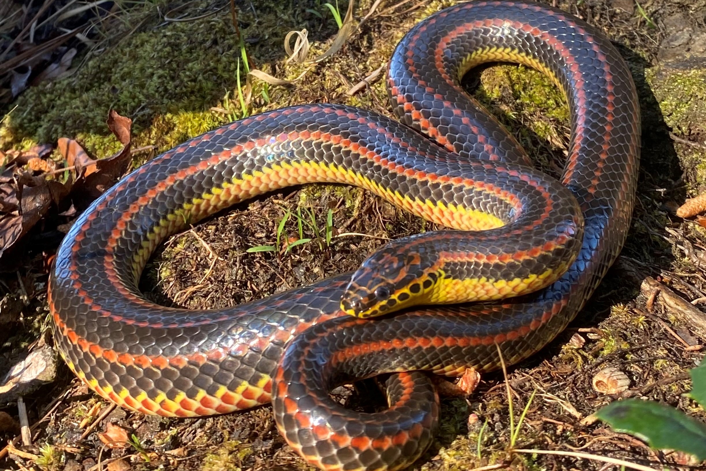 Rainbow Snake South Carolina Partners in Amphibian and Reptile