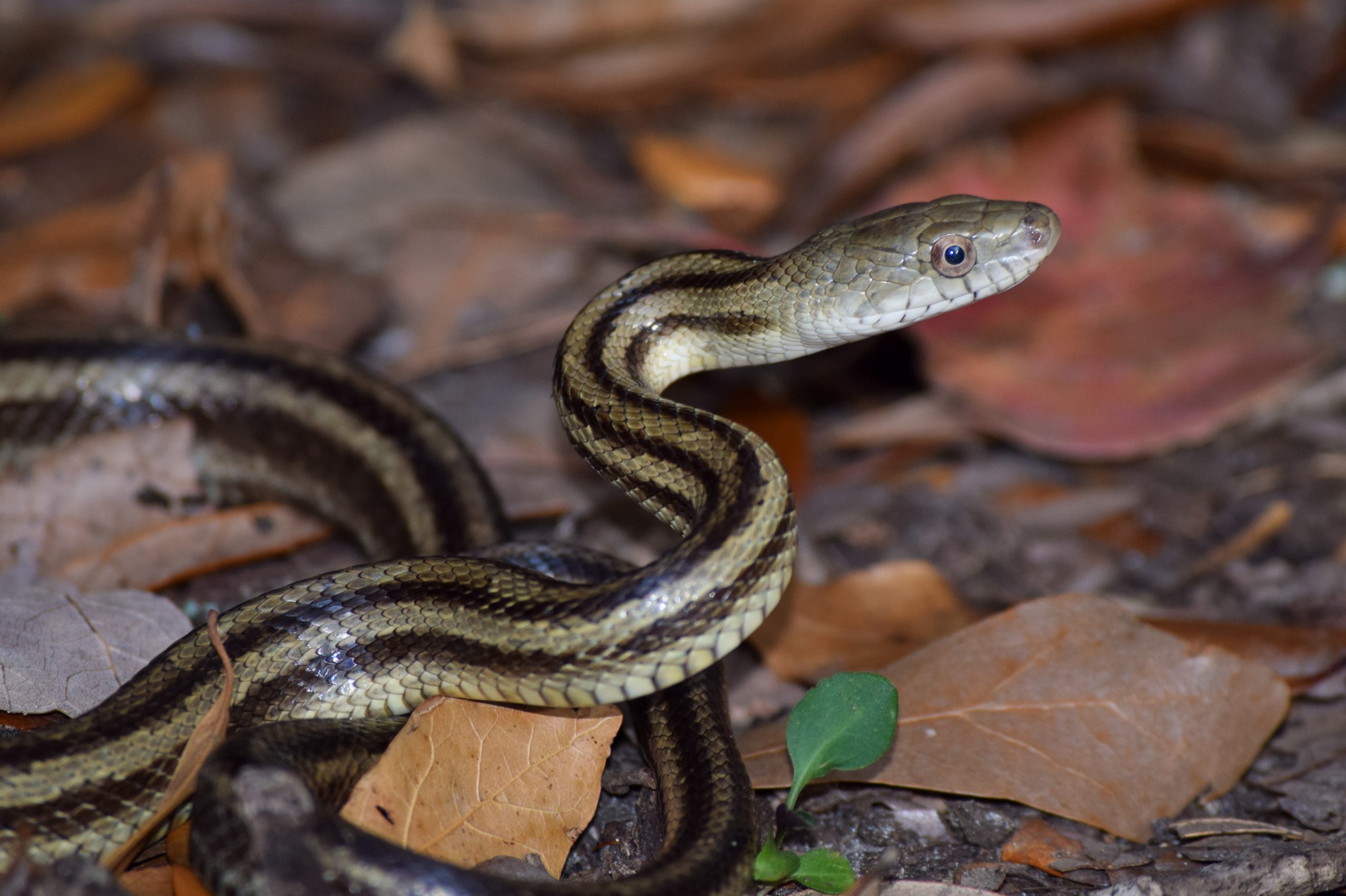 List of snakes by common name Wikipedia