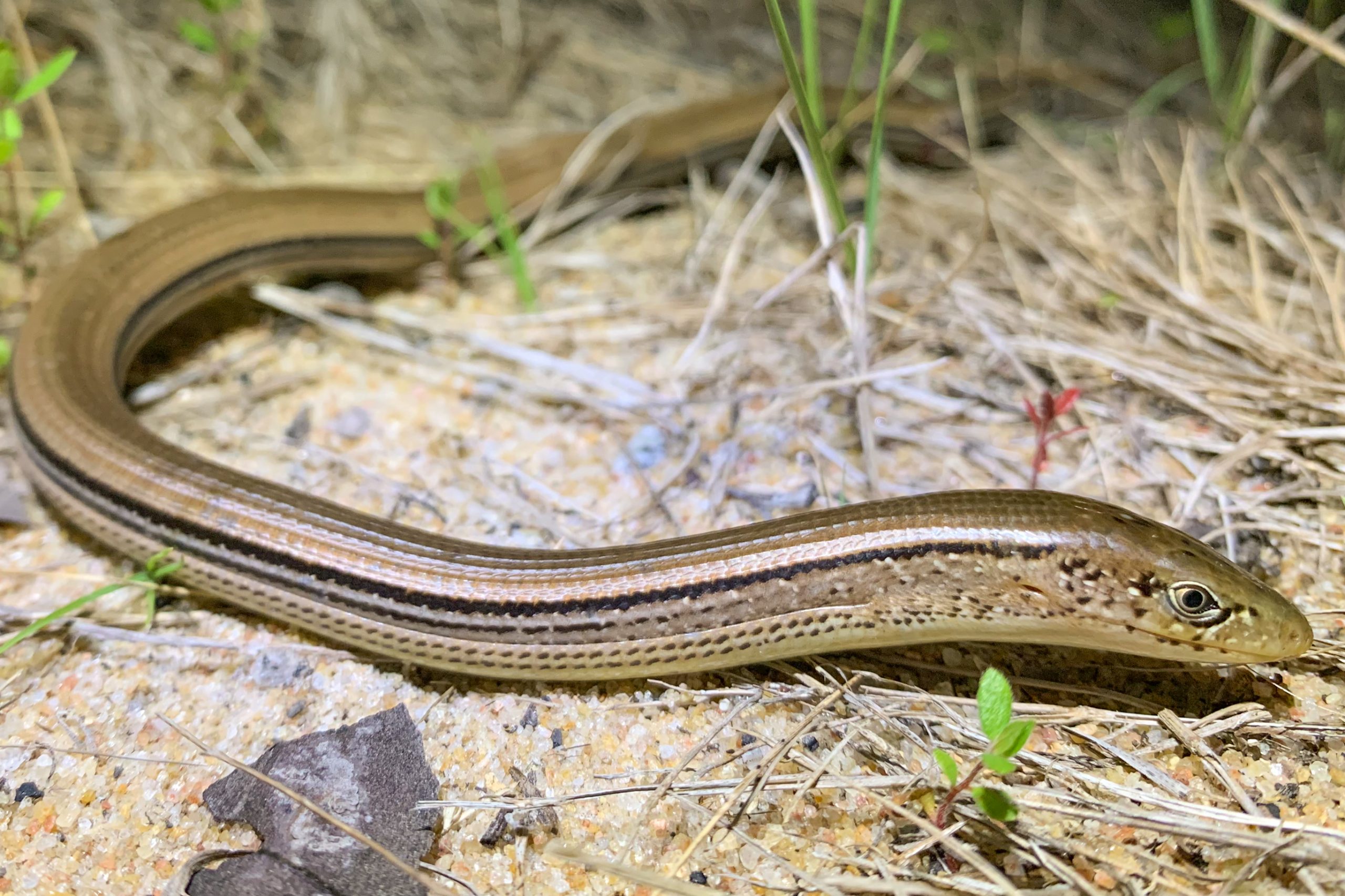 Lizards of South Carolina South Carolina Partners in Amphibian and