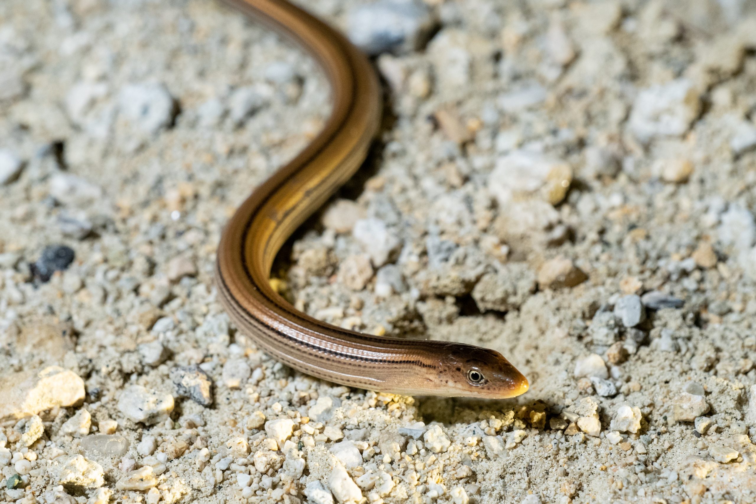 Slender Glass Lizard South Carolina Partners in Amphibian and Reptile