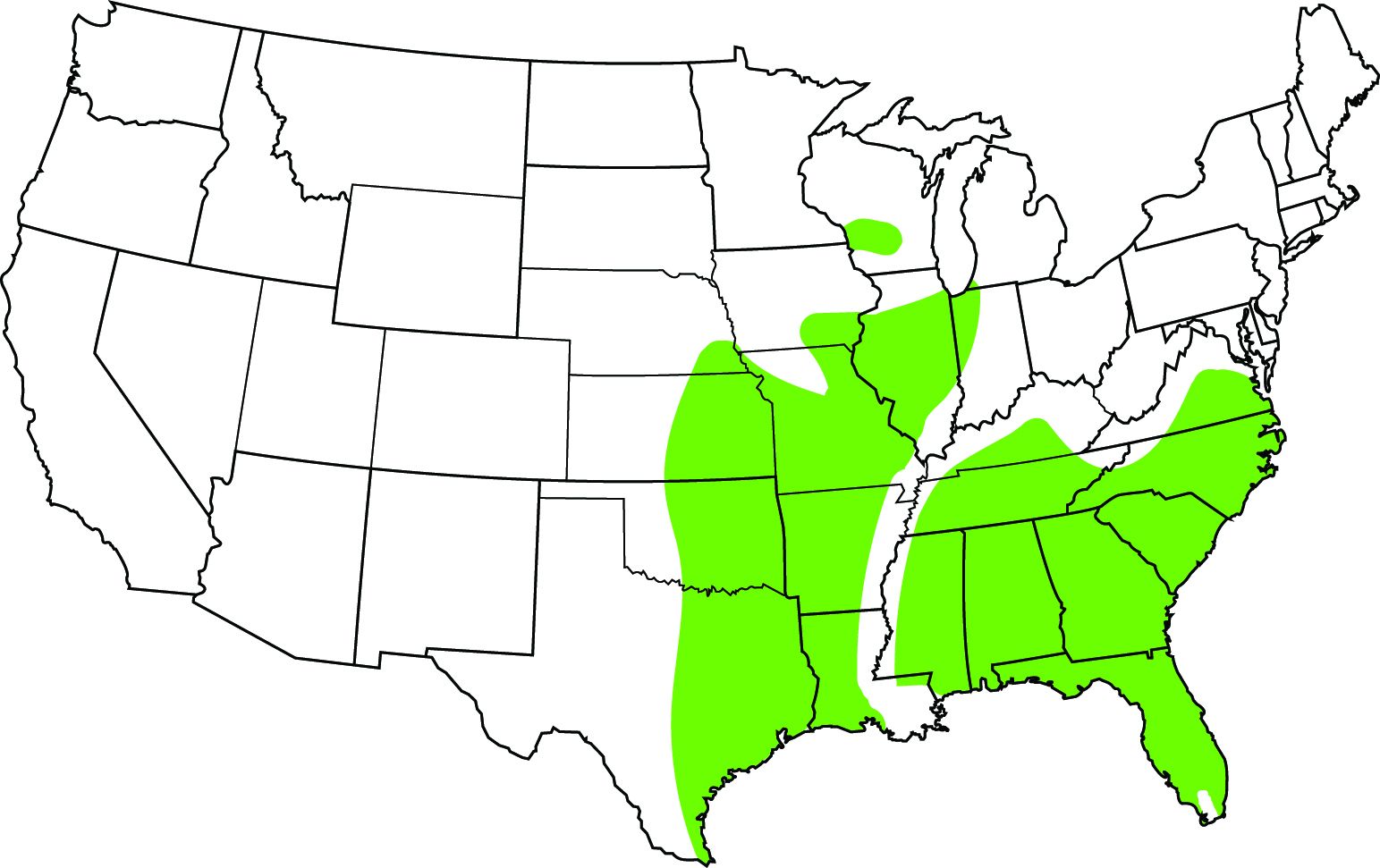 Slender Glass Lizard South Carolina Partners in Amphibian and Reptile