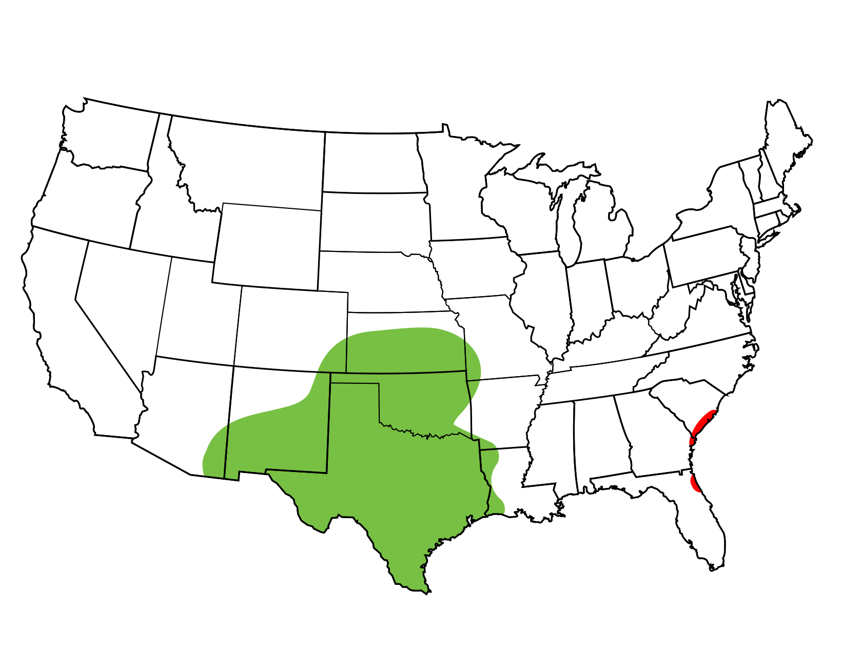 Texas Horned Lizard South Carolina Partners in Amphibian and Reptile