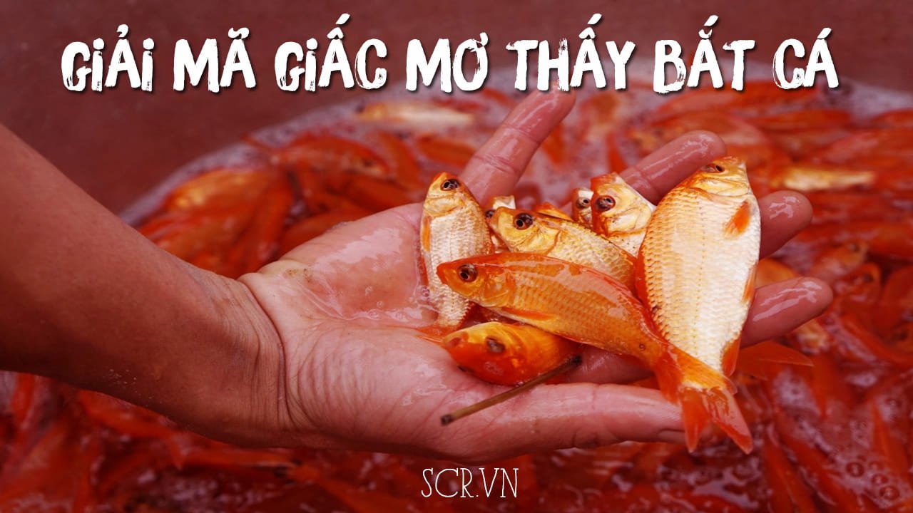 Mơ Thấy Bắt Cá, Bắt Được Cá Điềm Gì [Đánh Con Gì Chuẩn Nhất]