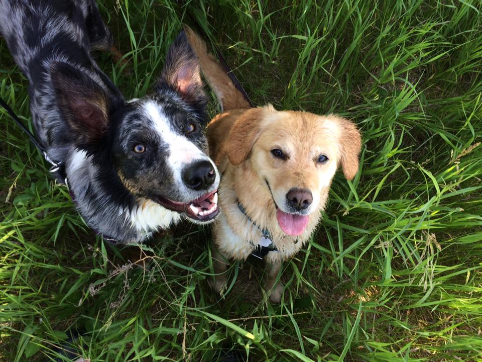 Dog Training in Guelph Dog Training in Guelph Scratch and Sniff