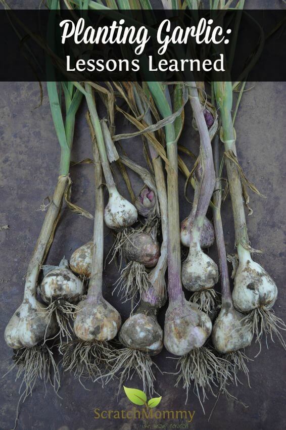Planting Garlic Lessons Learned Pronounce Scratch Mommy