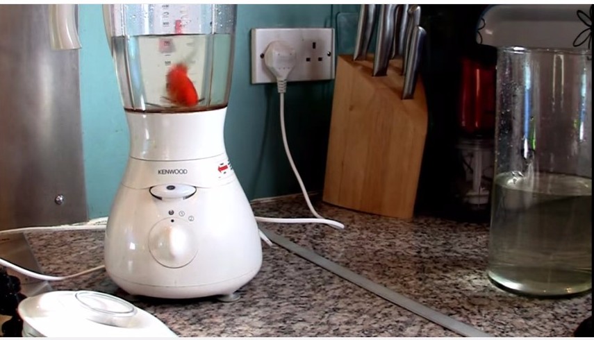 Goldfish in a Blender • Screamer Wiki