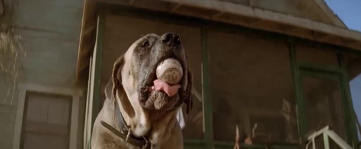 Hercules The Dog In Sandlot