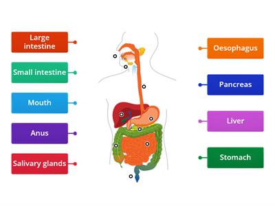Digestive System Games - Teaching resources