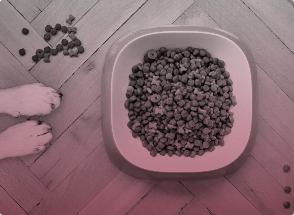 How to Choose the Best Dry Food for Dogs Scriptly