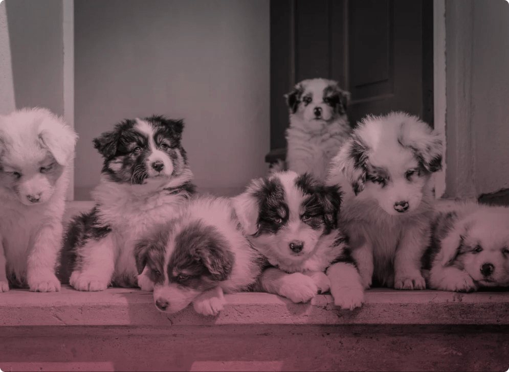 Which dog breed should I get? Scriptly