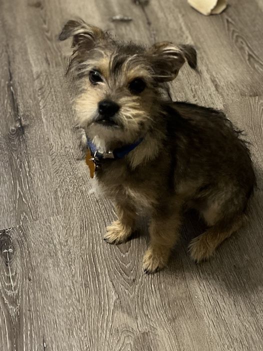 Banjo Scroungy Dogs and Pretty Pups Rescue