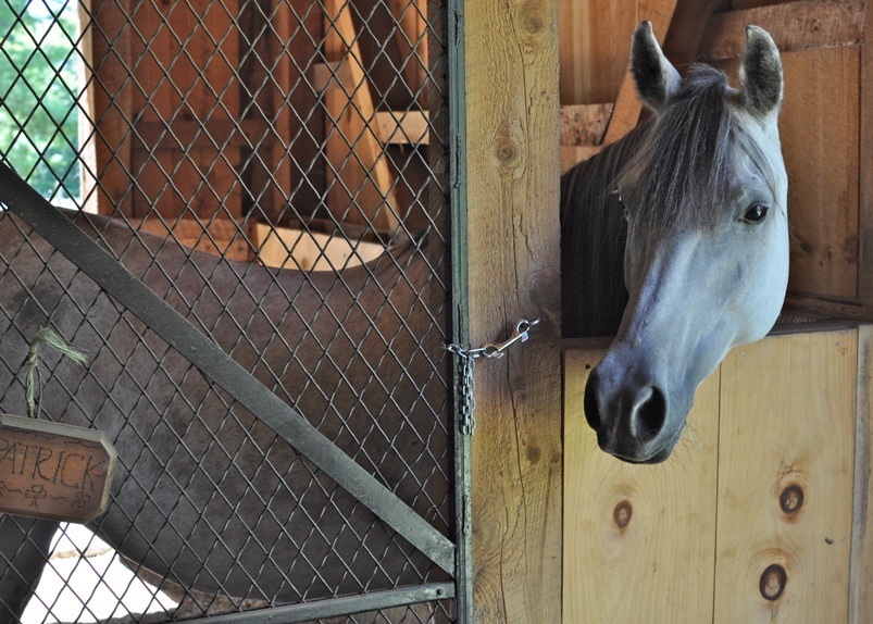  Second Chance Ranch Equine Rescue