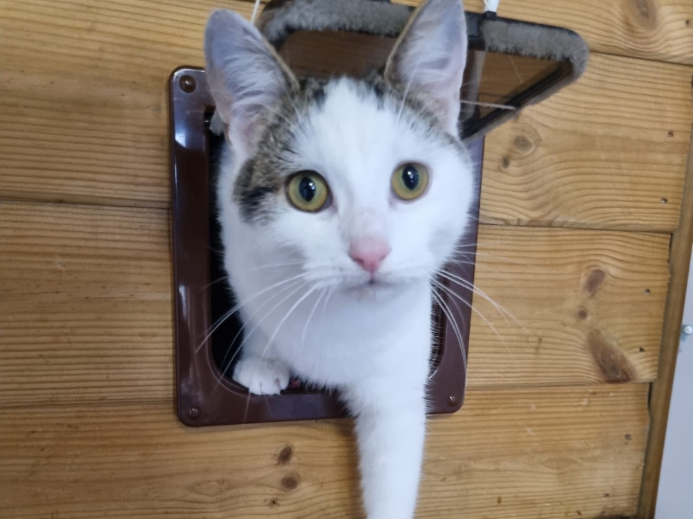 Button Adopt a Cat from Stray Cat Rescue Team