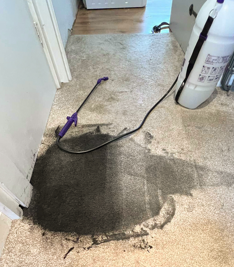 Carpet Cleaning Scrubbitts Carpet & Upholstery Cleaning Truro