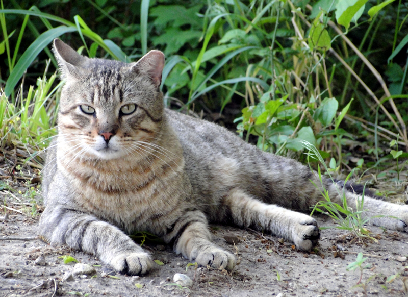Did You Know Very Young Cats Can Have Kittens! Spaying Capital Region Unowned Feral Felines