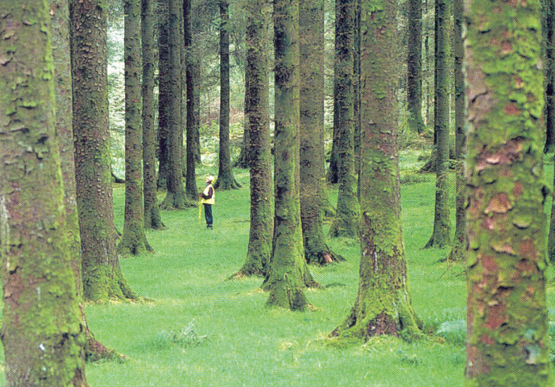 A Guide To The Valuation of Commercial Forest Plantations Society of