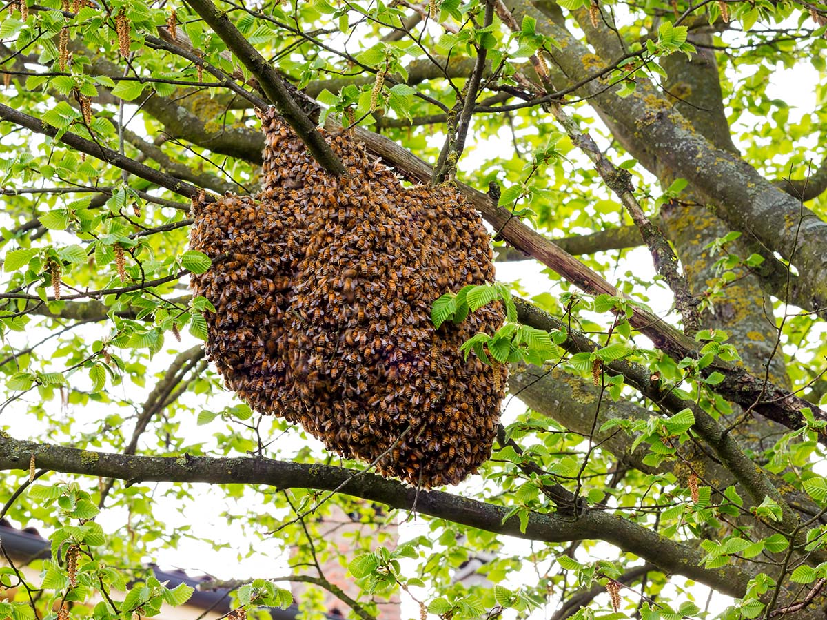 Abscondings and Bees Clustering on the Underside and Outside of Hives