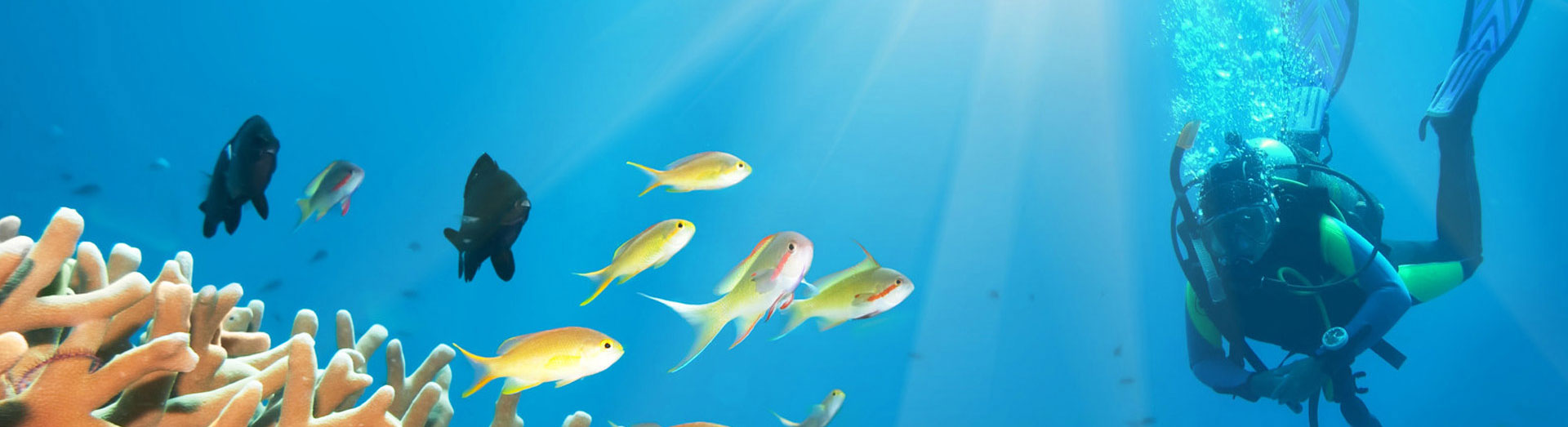 Cozumel Palace Scuba Diving in Cozumel Mexico Cozumel Dive Shops, Resorts & Restuarants