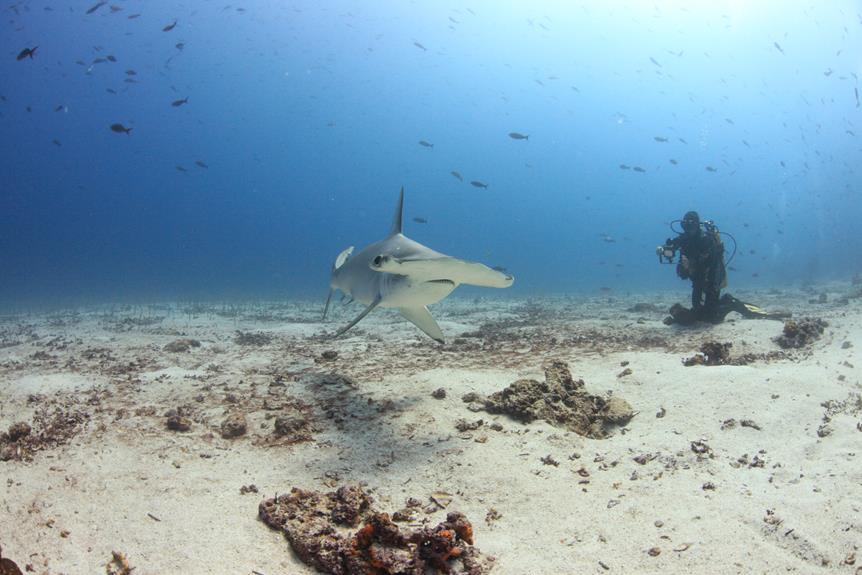 Top 15 Best Places to Scuba Dive With Sharks SD.