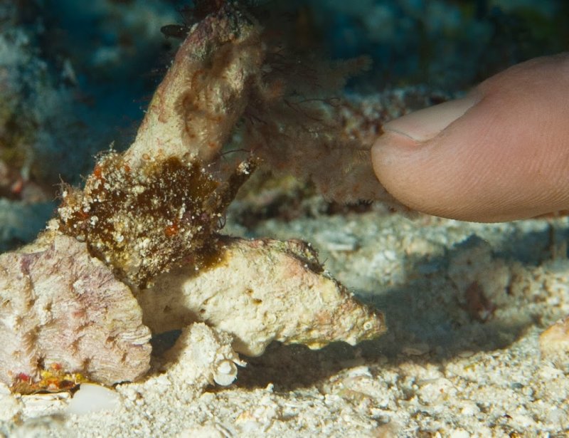 Frogfish in Cozumel ScubaBoard