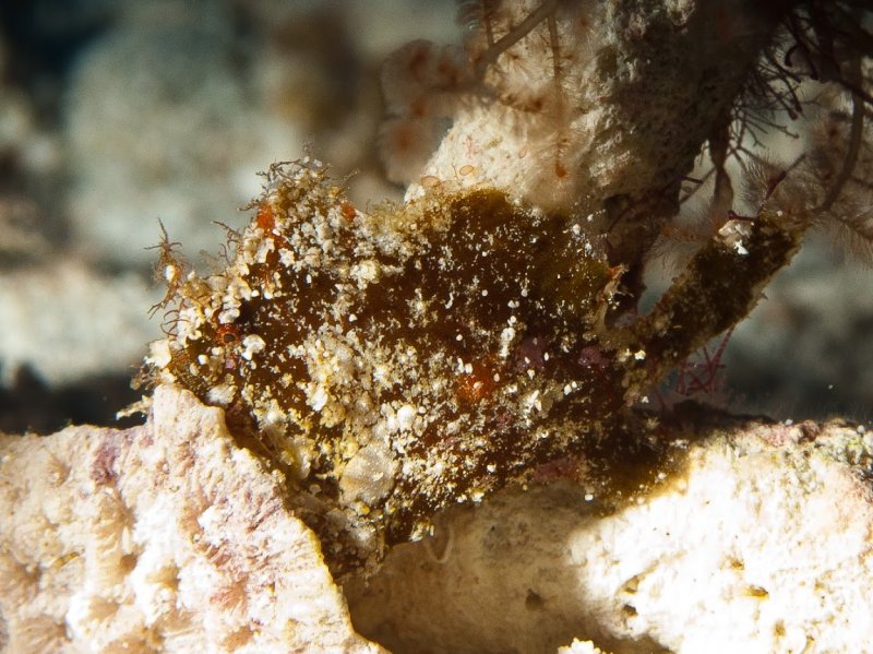 Frogfish in Cozumel ScubaBoard