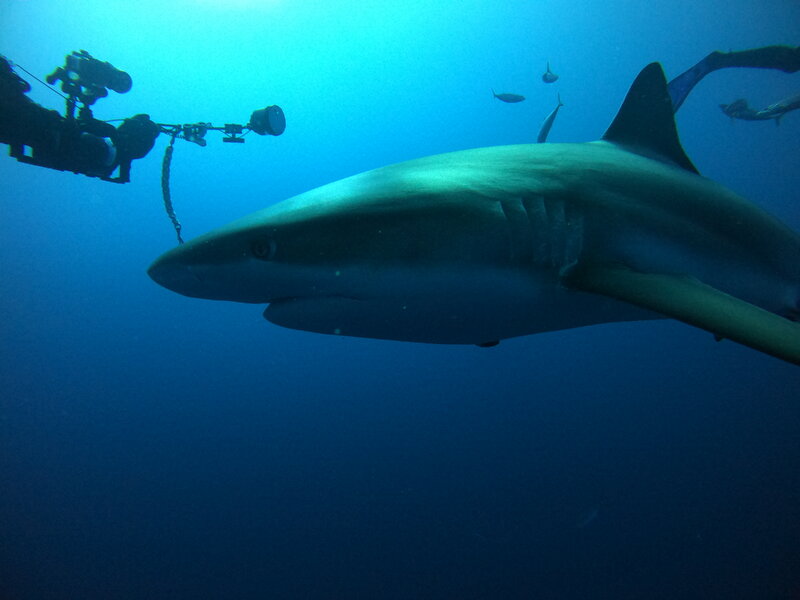 Underwater Photography Gear (Beginner) Page 2 ScubaBoard