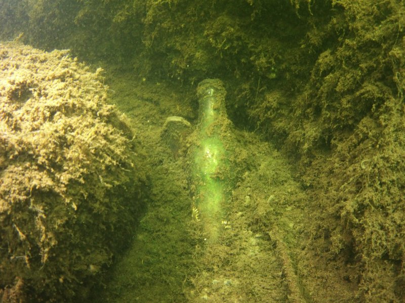 American eel, Lake Quassapaug, CT ScubaBoard