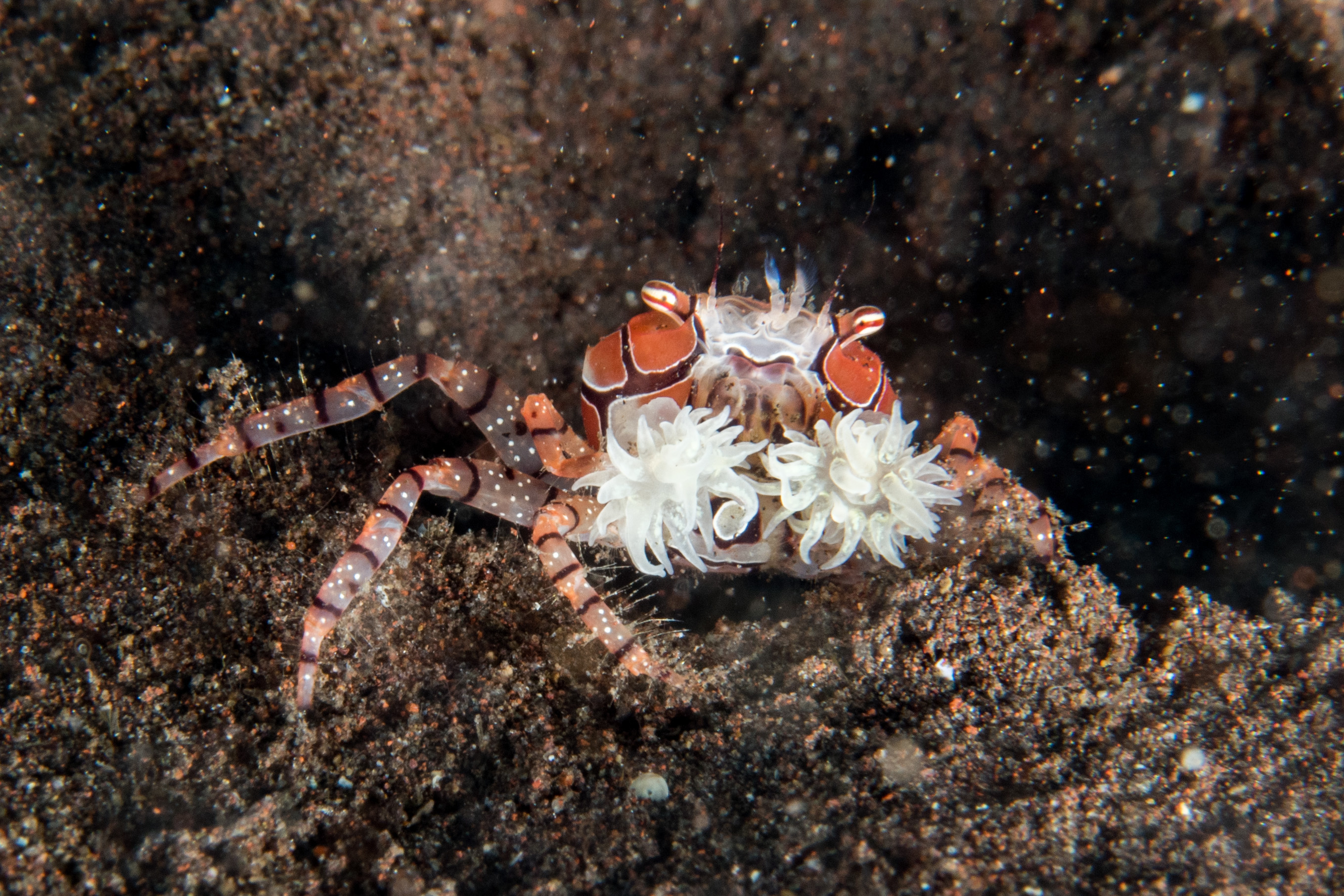 Five Amazing Crab Species • Scuba Diver Life
