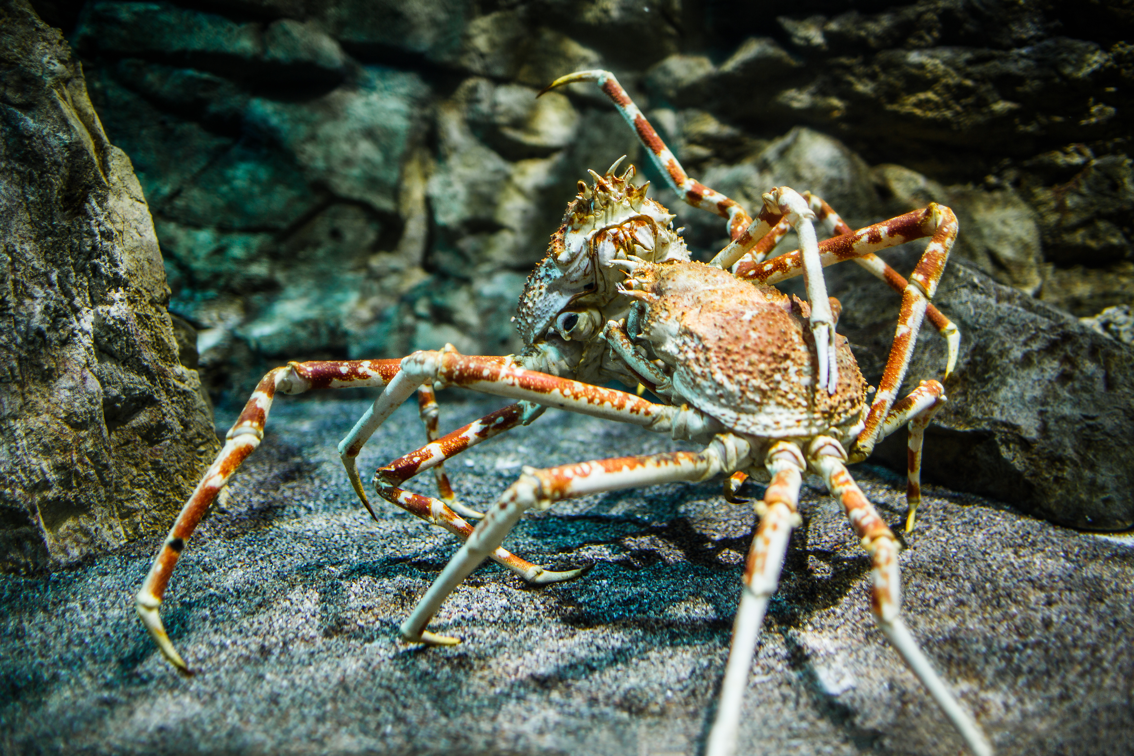 Five Amazing Crab Species • Scuba Diver Life