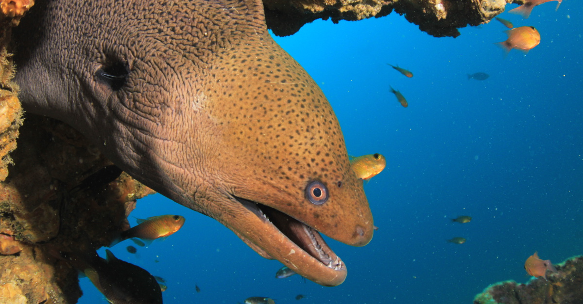 Basic Fish ID Part II • Scuba Diver Life